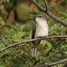 Gobemouche des marais