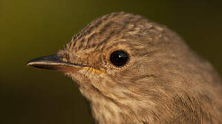 Spotted Flycatcher