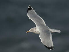 European Herring Gull