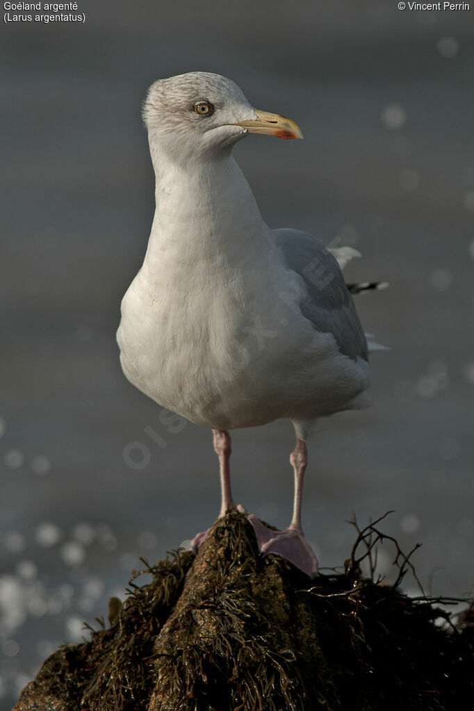 Goéland argenté