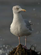 European Herring Gull