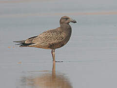 Pacific Gull