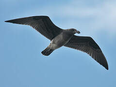 Pacific Gull