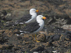 Pacific Gull