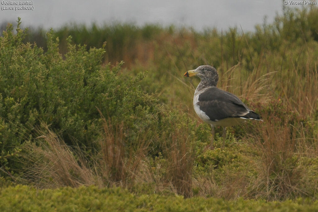 Pacific Gullimmature