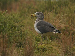 Pacific Gull