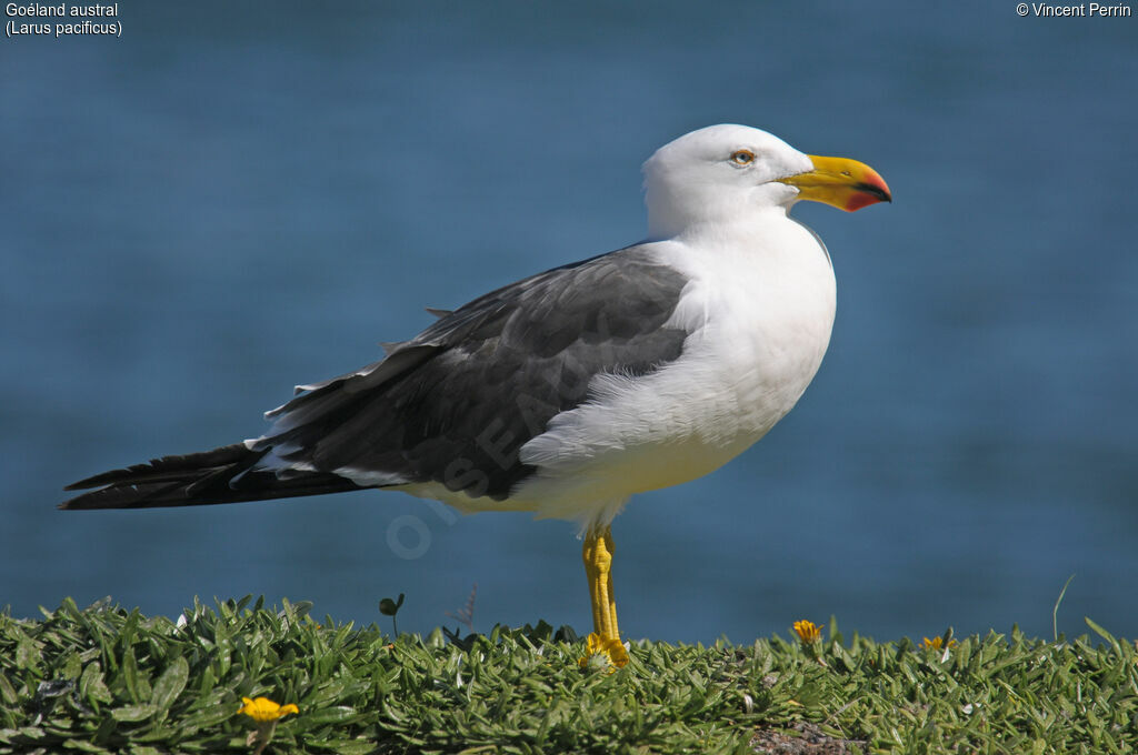 Goéland australadulte