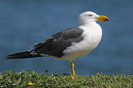 Pacific Gull