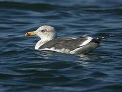 Lesser Black-backed Gull