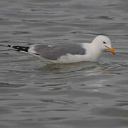 California Gull