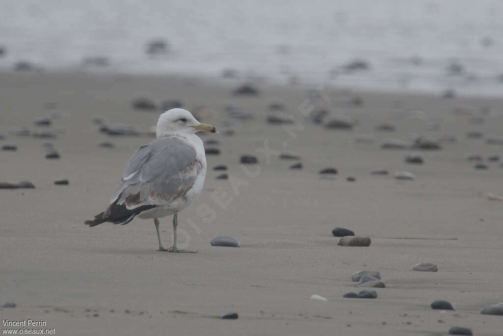 California Gull