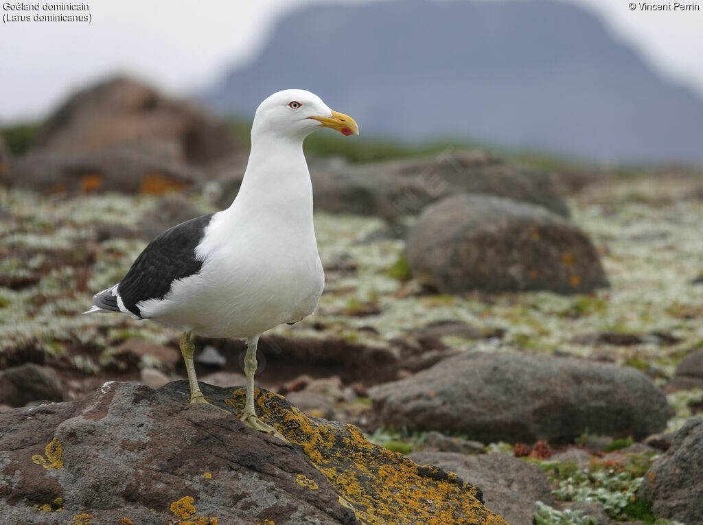 Kelp Gull