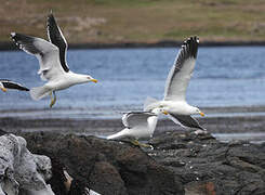 Kelp Gull