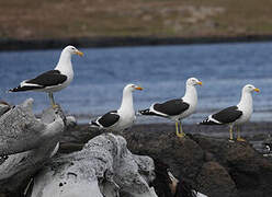 Kelp Gull