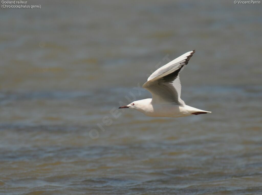 Slender-billed Gulladult