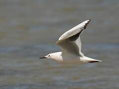 Slender-billed Gull