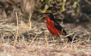 Yellow-crowned Gonolek