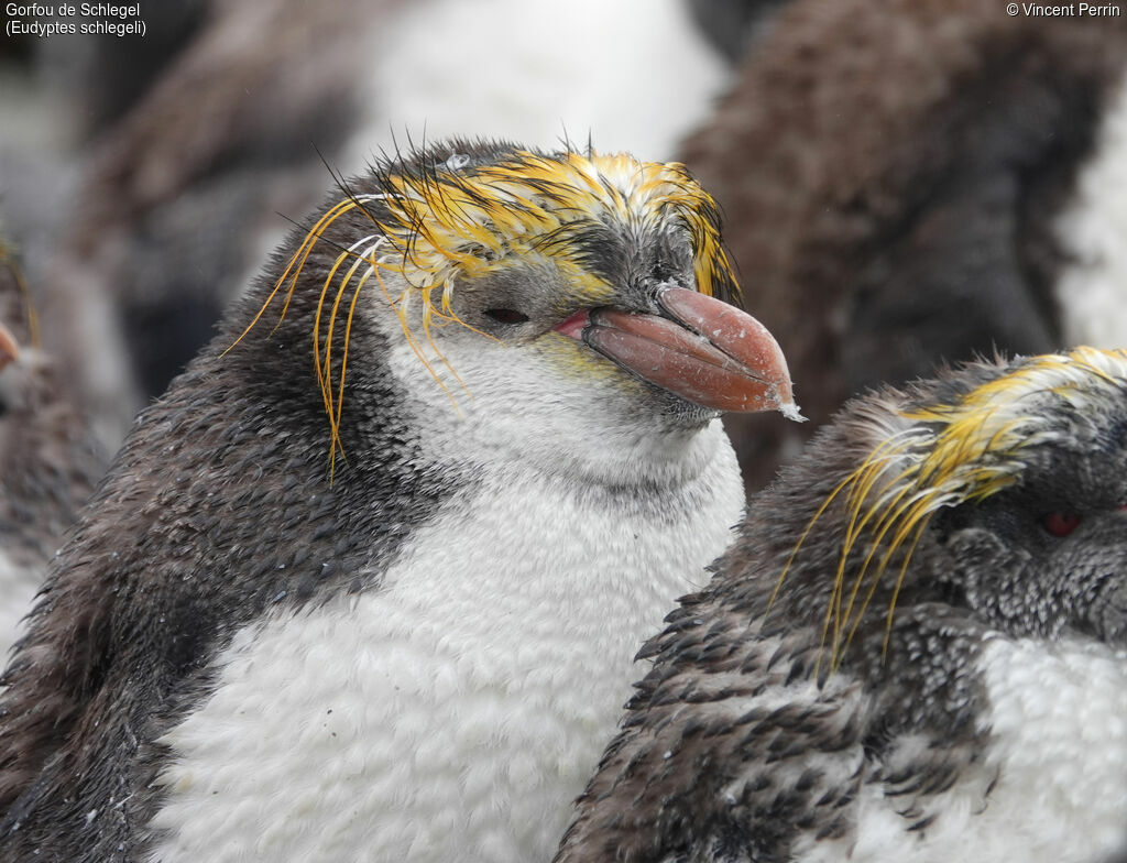 Royal Penguin