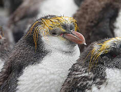 Royal Penguin