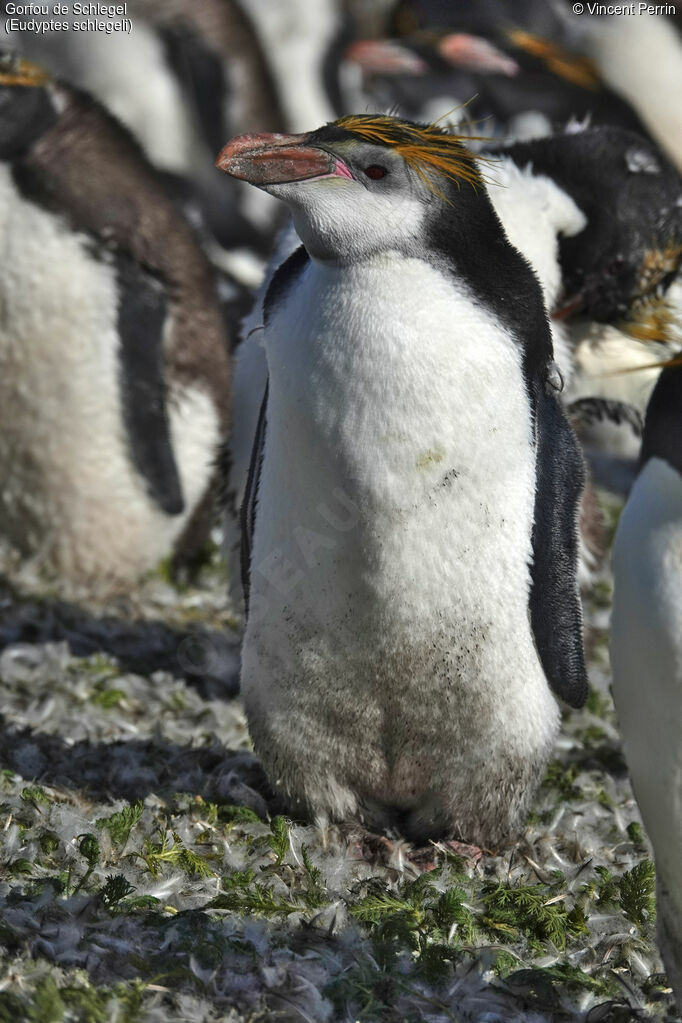 Royal Penguinadult, close-up portrait, moulting