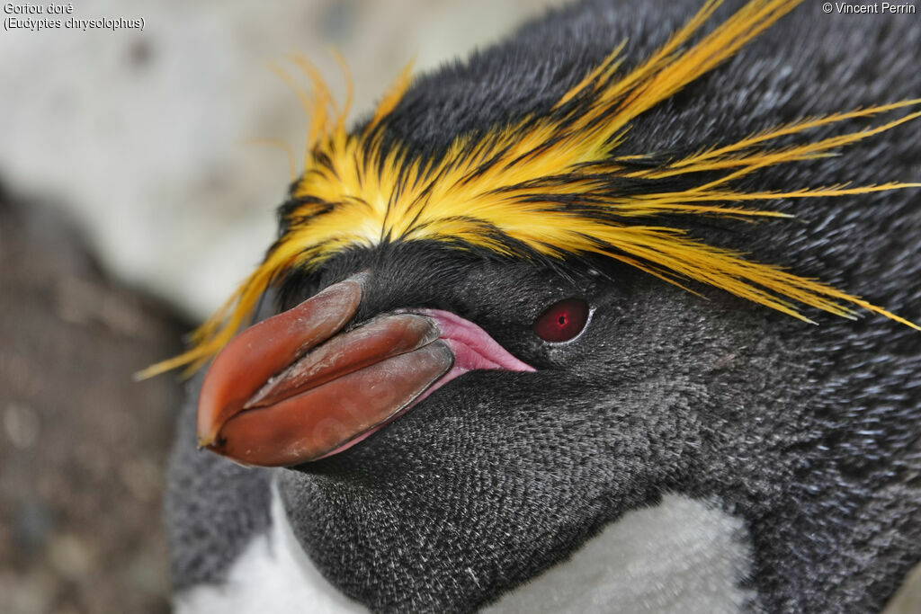 Macaroni Penguin