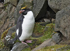 Macaroni Penguin