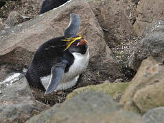 Macaroni Penguin