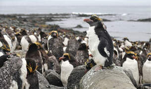 Macaroni Penguin