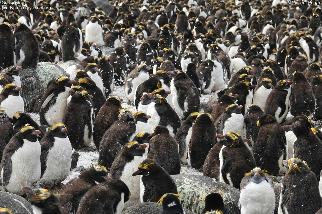 Macaroni Penguin