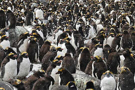 Macaroni Penguin