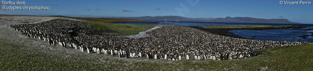 Macaroni Penguin, moulting