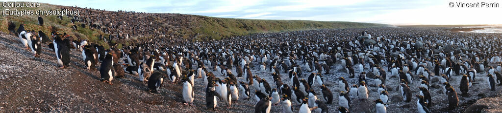 Macaroni Penguin