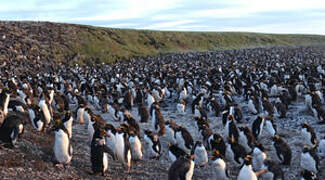 Macaroni Penguin