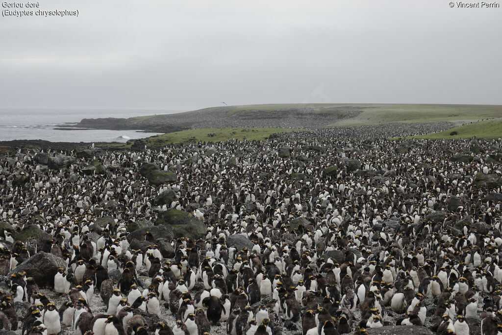 Macaroni Penguin, moulting