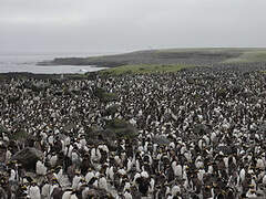 Macaroni Penguin