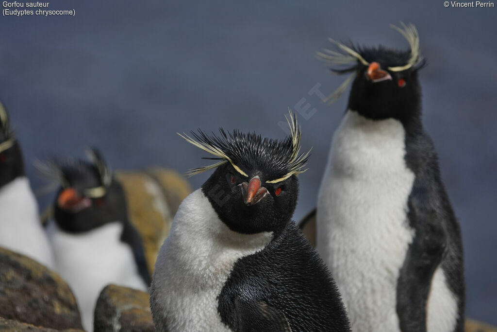 Southern Rockhopper Penguin