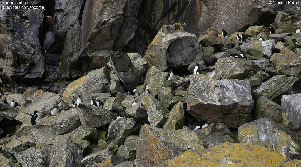 Southern Rockhopper Penguin