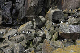 Southern Rockhopper Penguin