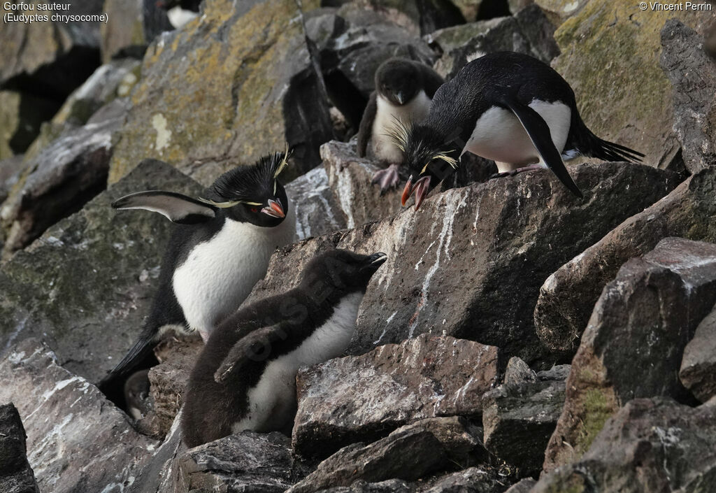 Southern Rockhopper Penguin