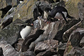 Southern Rockhopper Penguin