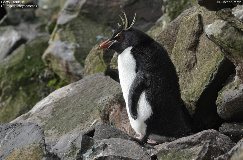 Southern Rockhopper Penguin