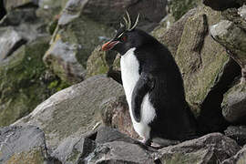 Southern Rockhopper Penguin