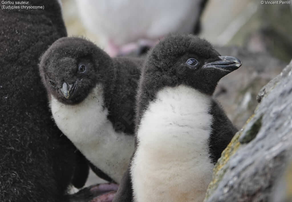 Southern Rockhopper Penguin