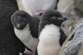 Southern Rockhopper Penguin