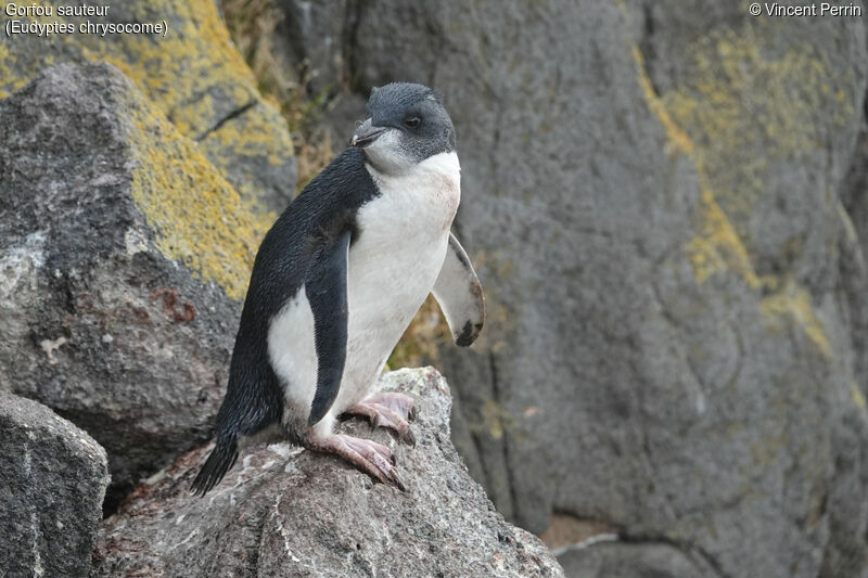 Southern Rockhopper Penguinjuvenile, colonial reprod.