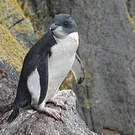 Gorfou sauteur