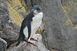 Southern Rockhopper Penguin