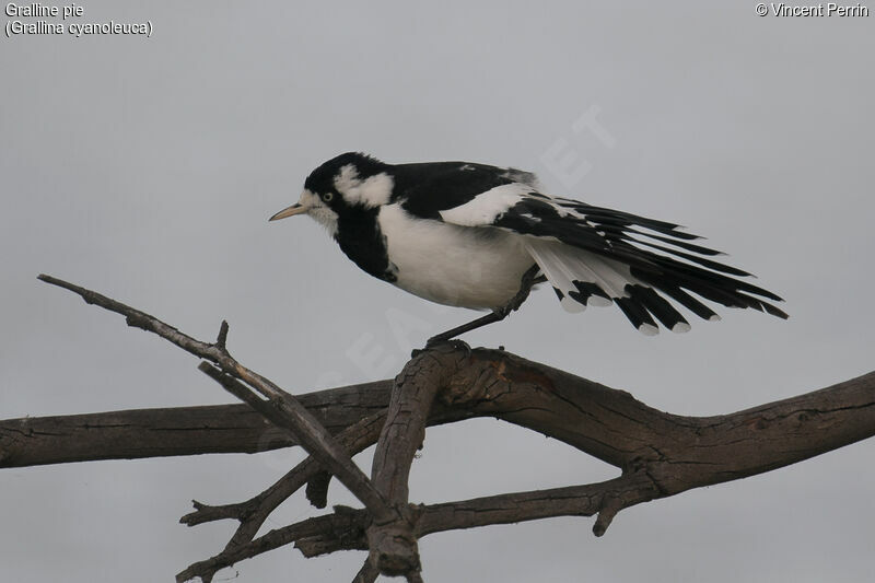 Magpie-lark female adult