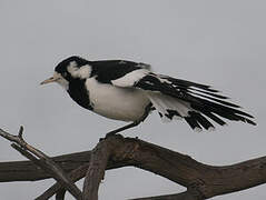 Magpie-lark