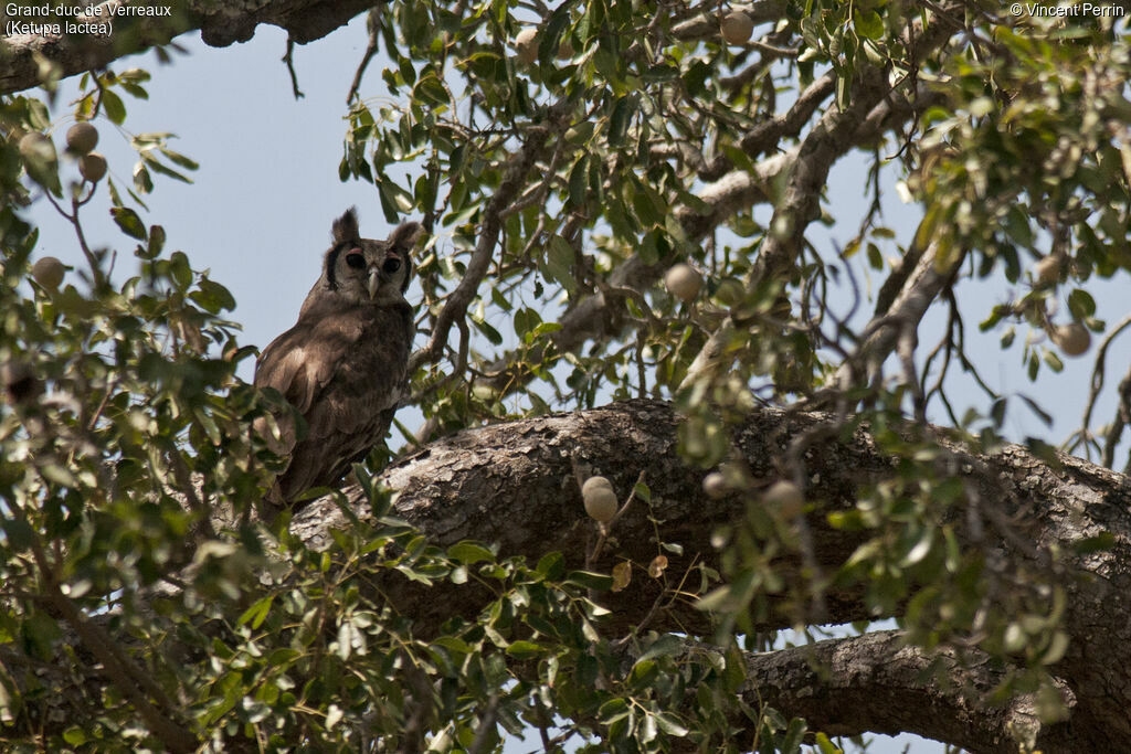 Verreaux's Eagle-Owladult